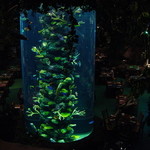 Rainforest cafe - 