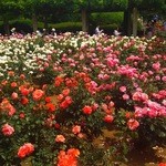 Parks Rose Garden Toritsu Jindai Shokubutsu Koen - バラ園