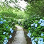 Hanami An - 普門寺、あじさい園小径