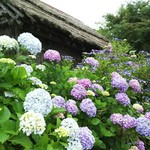 Hanami An - 普門寺、あじさい園