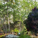 Sophys Garden - 