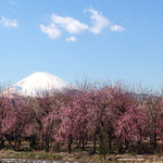 Taniwa - 富士山と原梅林