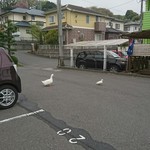 French Restaurant Tsuta no Ha - 駐車場でお店のアヒルちゃんがお出迎え♪