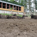 北海道箱根牧場 牧場のレストラン - 水牛