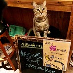 kitchen&bar MORIS - 夜のみ接客、看板猫の「かもめ」