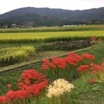 手打ち麺処 ごんべえ - 店の前は田園風景