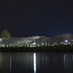 四季乃味 枕流亭 - 当店から見える夜桜