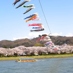 四季乃味 枕流亭 - 桜並木と鯉のぼりと北上川