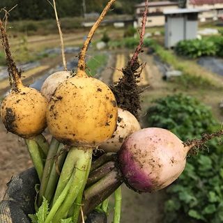 大量自家农园的新鲜蔬菜◎