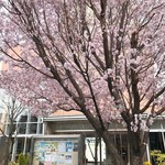 Saint Boulangerie Kokuryo Ten - 桜咲く