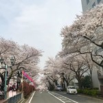 Tanta Roba - 春日通りから小石川植物園方向を臨む