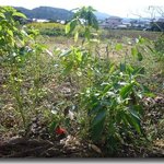 そば家　和味 - 家庭菜園？