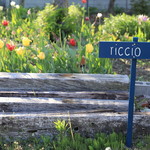 riccio - 