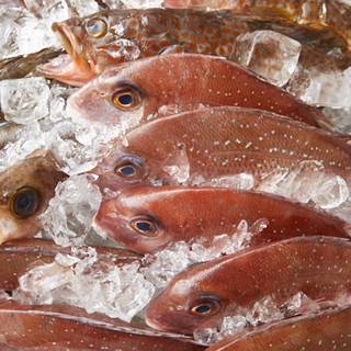 男鹿半島直送！！その日一番美味しい魚をご提供します★