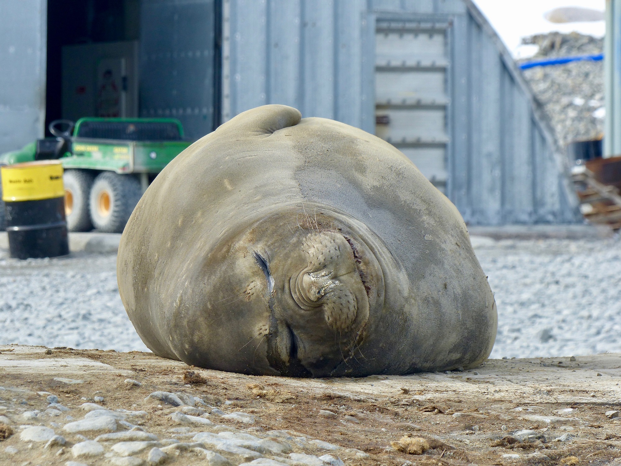 This female elephant seal took up residence on a small transport bridge in the middle of Rothera Station. Her presence forced any traffic to divert elsewhere while she slumbers in the sun.