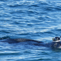 Weddell seal swims with the tag attached to relay conductivity, temperature, depth and location data. Photo credit: Tasha Snow