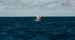 Whale surfacing at sea