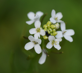 Arabidopsis thaliana