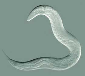 Caenorhabditis elegans