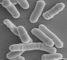 Schizosaccharomyces pombe