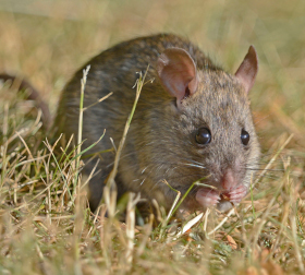 Rattus norvegicus