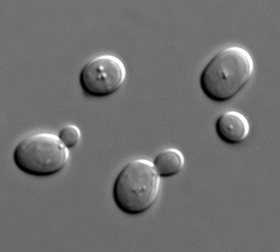 Saccharomyces cerevisiae