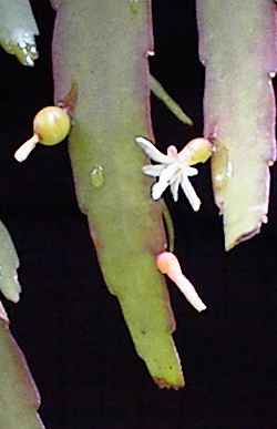 Pseudorhipsalis ramulosa