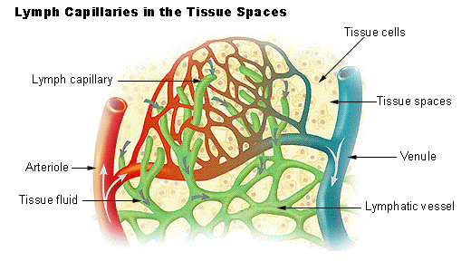 Illu_lymph_capillary