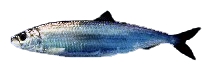 大西洋鯡魚(Clupea harengus) duzbya ceiq sanjlai gwnzbiengz