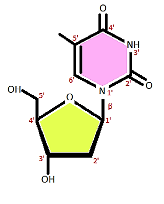 Timidina