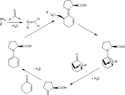 catalytic cycle for S-proline enantioselective Aza Diels–Alder reaction