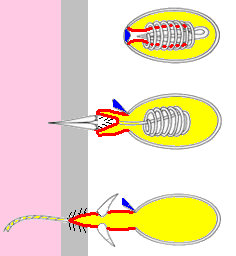 Drie stadia van een geactiveerde netelcel