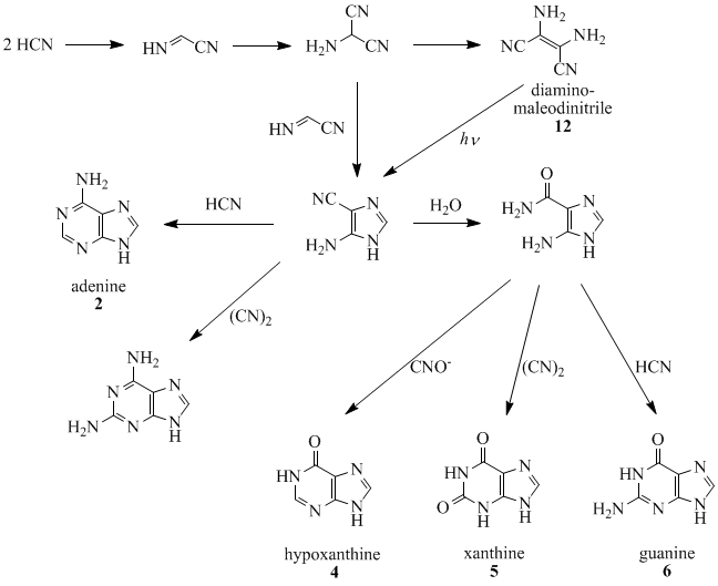 Syntéza purínov