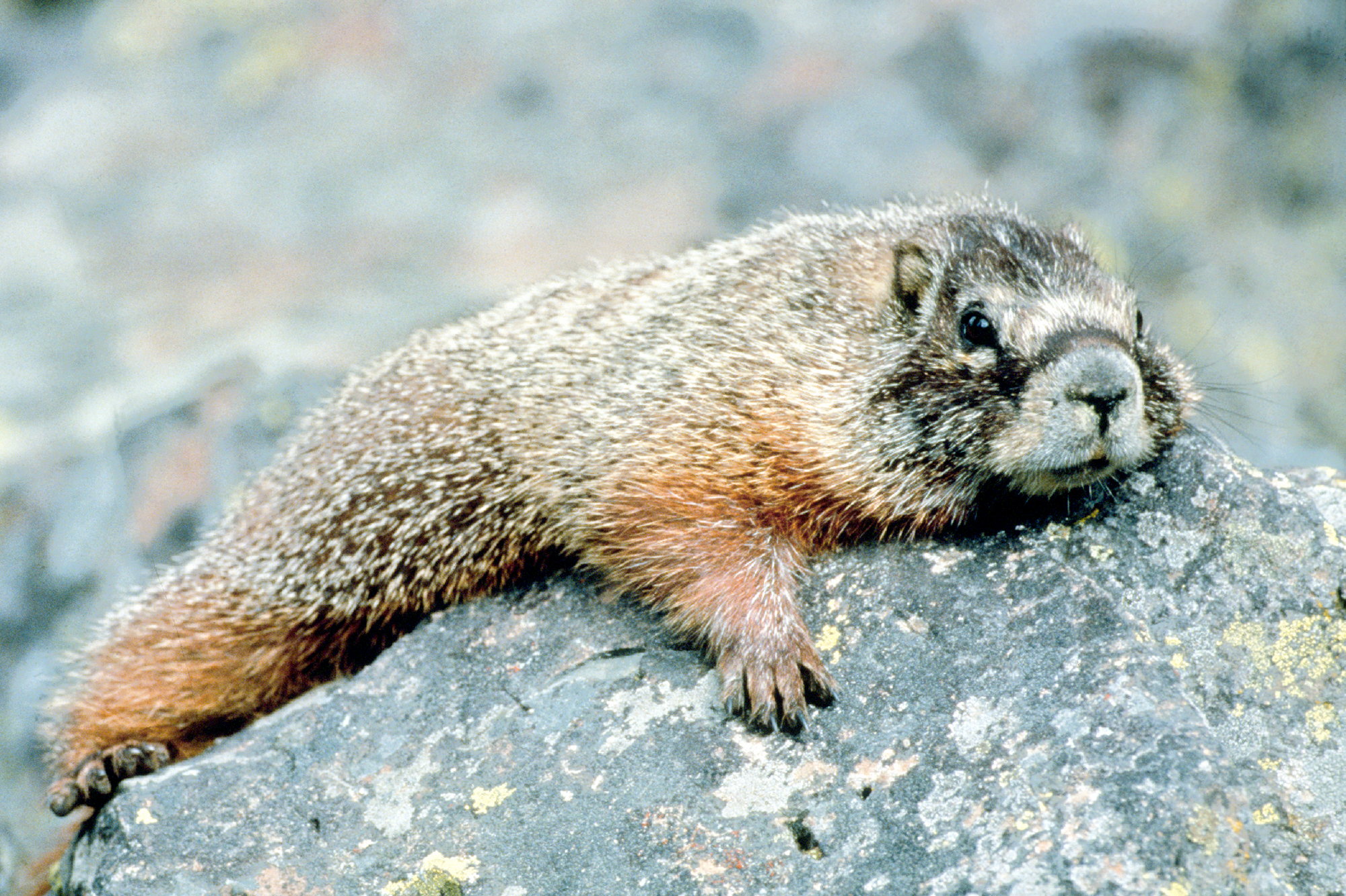 a groundhog