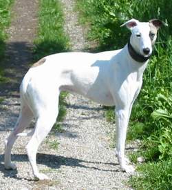 Whippet