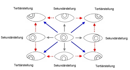 Die unterschiedlichen Stellungen der Augen