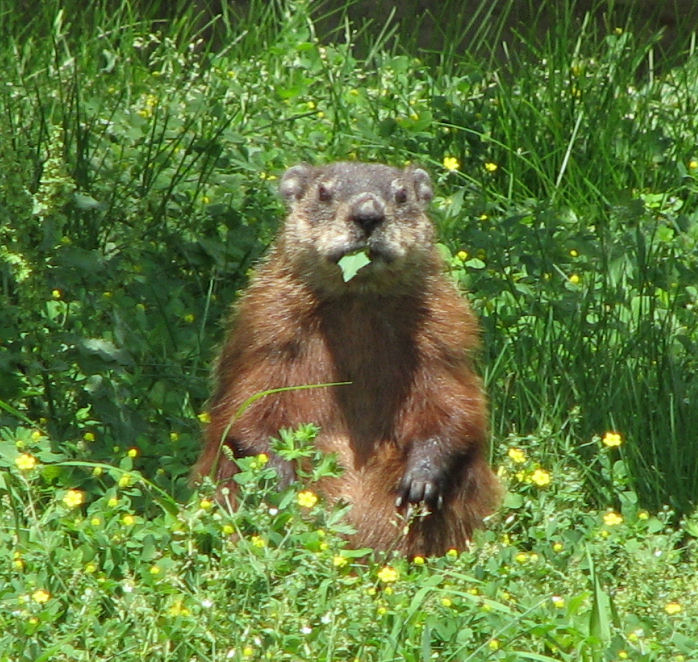 another groundhog