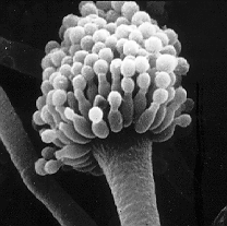 Anamorfo Aspergillus fumigatus