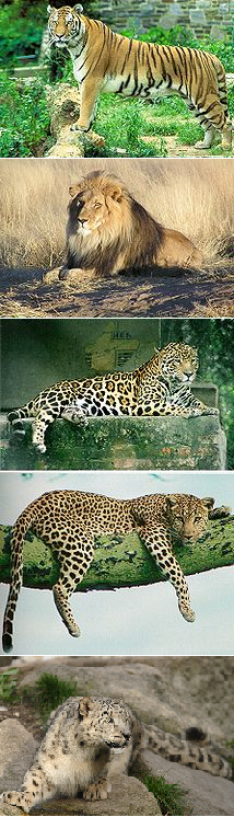 La tigro, la leono, la jaguaro, la leopardo kaj la Neĝleopardo estas Panteroj.