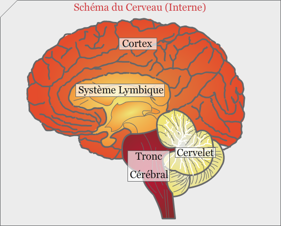 Anatomie grossière du cerveau.png
