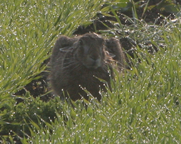 File:Hare lying low.JPG