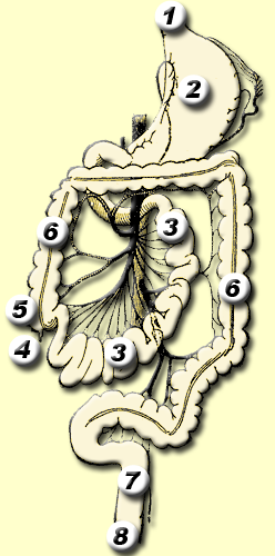 Het maag-darmstelsel bij de mens. 1. slokdarm, 2. maag, 3. dunne darm, 4. appendix, 5. blindedarm, 6. colon ascendens (links), colon transversum (horizontaal), colon descendens (rechts), 7. endeldarm, 8. anus