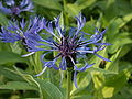 Brdski različak (Centaurea montana)