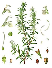 Ruzmarin (Rosmarinus officinalis)