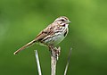 Image 105Song sparrow on Lookout Hill in Prospect Park