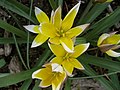 Tulipa turkestanica