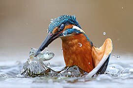 Martin-pêcheur d'Europe pêchant dans la réserve naturelle près du Pô.