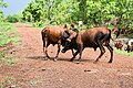 Lutte entre bovins dans le pâturage naturel de Samiondji