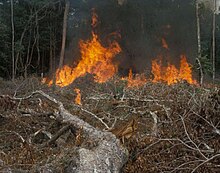 A controlled burn progressing as flames engulf a small area of vegetation