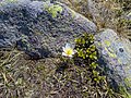Snofia (anemone vernalis) sun Plan de Corda, Resciesa.